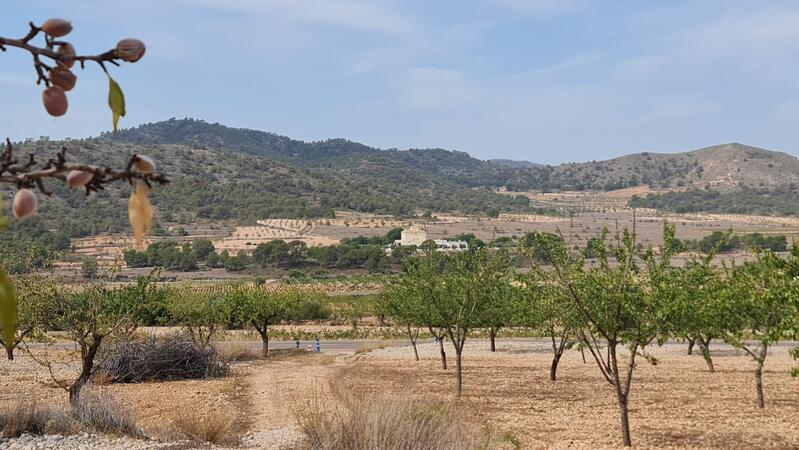 Land for sale in Algueña, Alicante