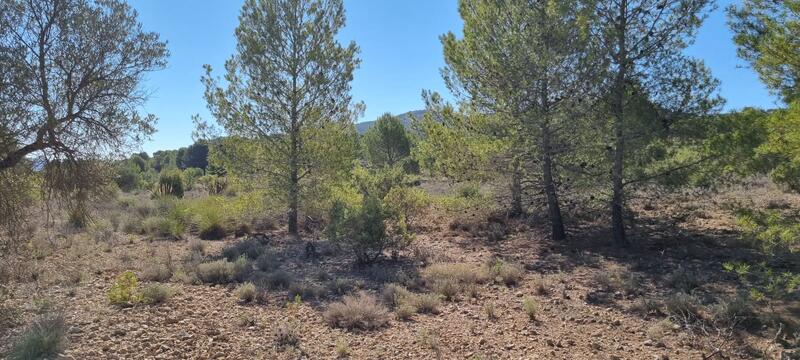 Land for sale