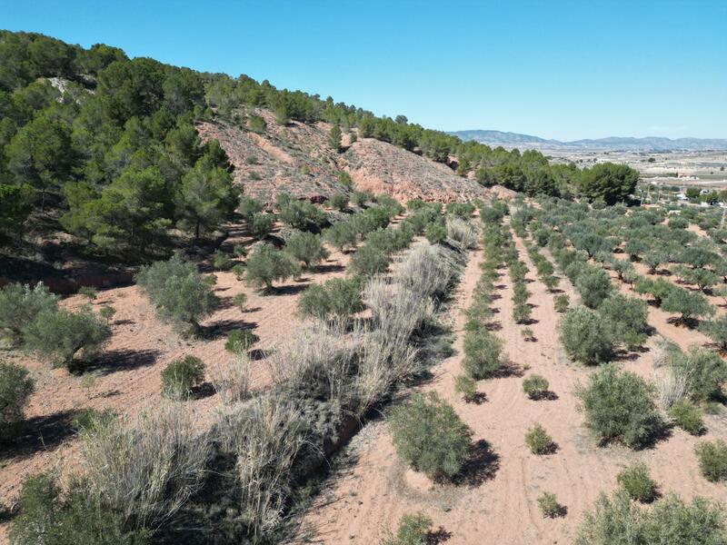 Land for sale in Pinoso, Alicante