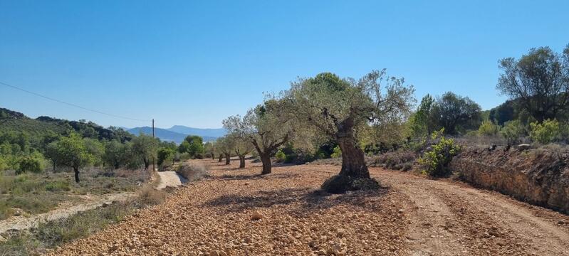 Terrenos en venta