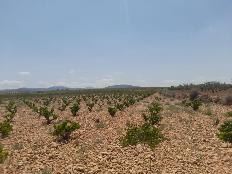 Land for sale in Pinoso, Alicante