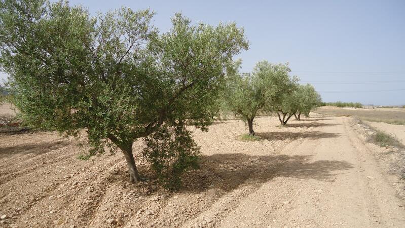 Jord til salg i Cañada del Trigo, Alicante