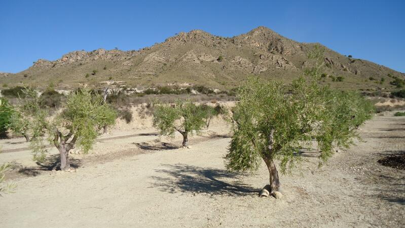 Terrenos en venta en Abanilla, Murcia