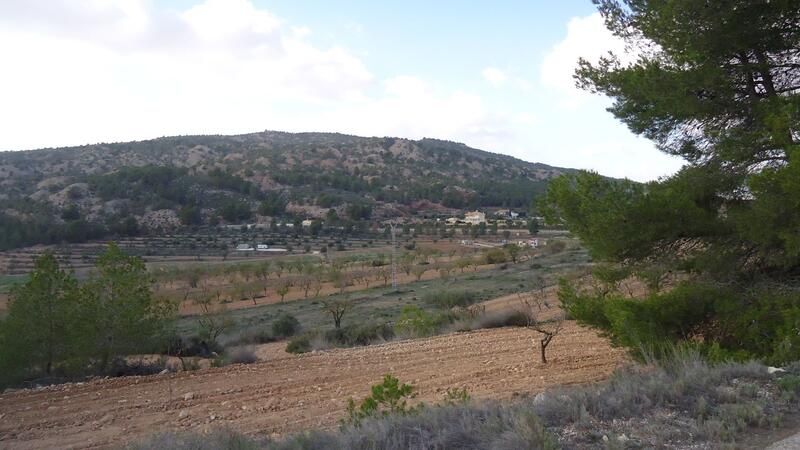 Terrain à vendre dans Pinoso, Alicante