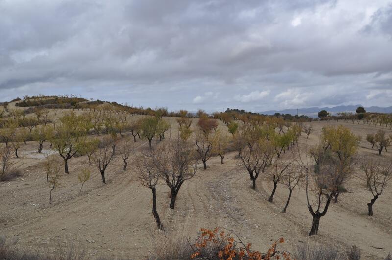 Terrain à vendre dans La Zarza, Murcia