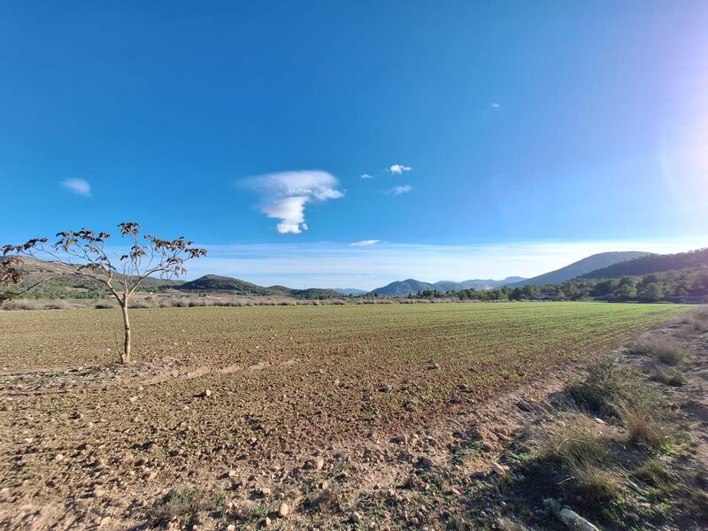 Terrain à vendre dans Monóvar, Alicante