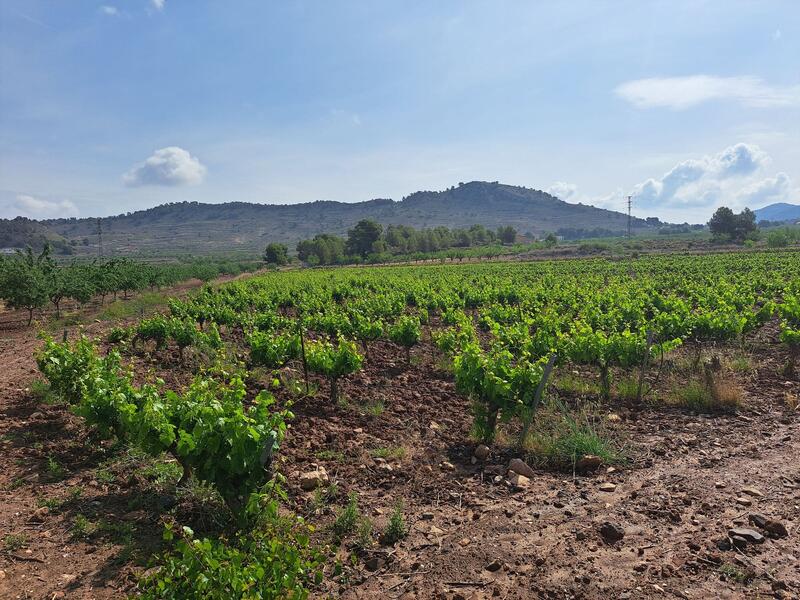 Terrain à vendre