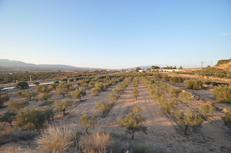 Land til salgs i Pinoso, Alicante