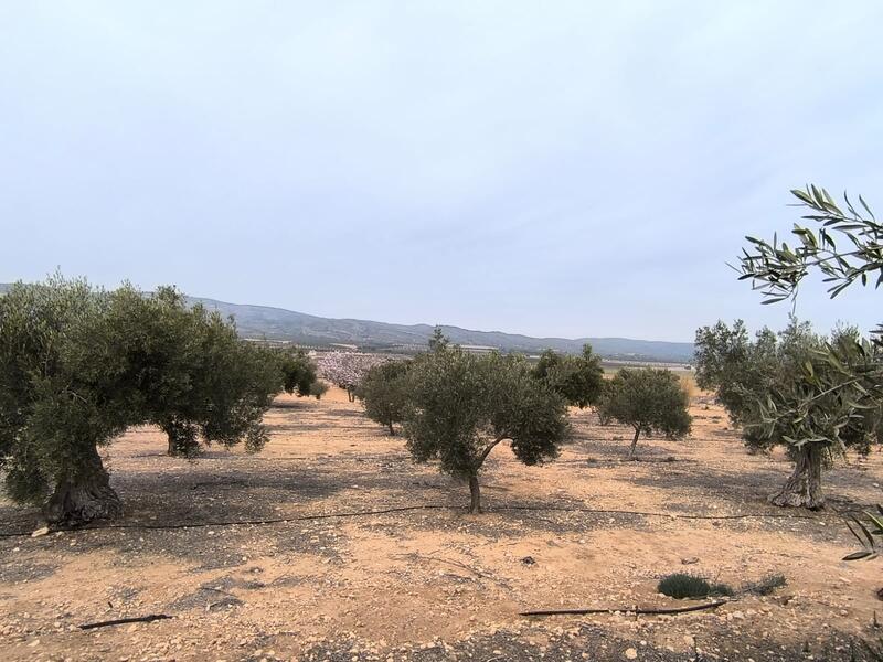 Land for sale in Villena, Alicante