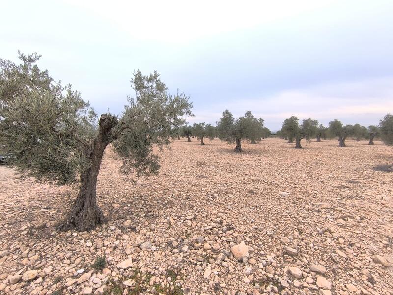 Terrain à vendre