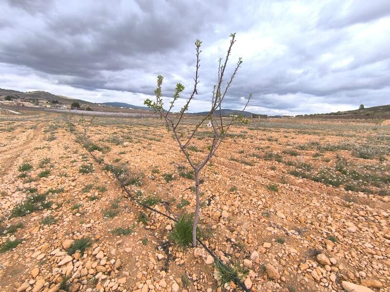 Land til salgs i Raspay, Murcia