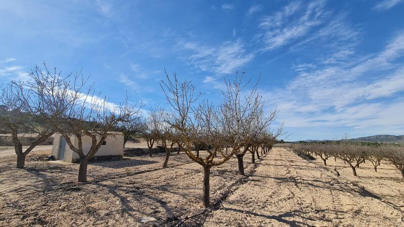 Grundstück zu verkaufen in Pinoso, Alicante