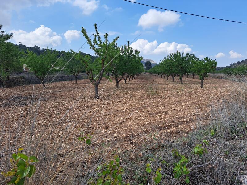 Land for sale in Pinoso, Alicante