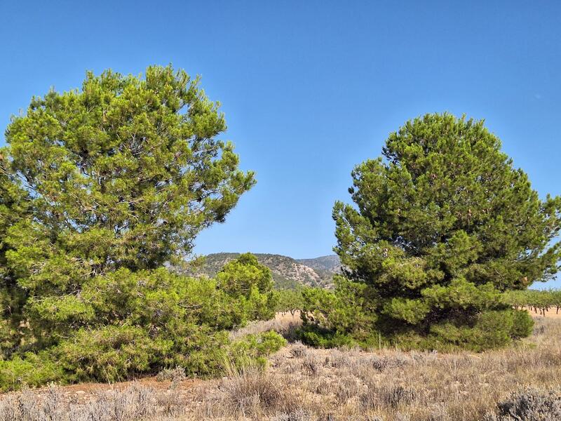 Terrain à vendre