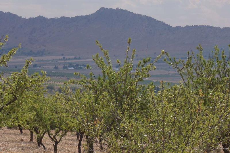 Lantställe till salu i Yecla, Murcia