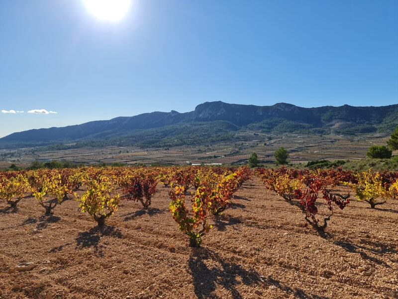 Деревенский Дом продается в La Romana, Alicante