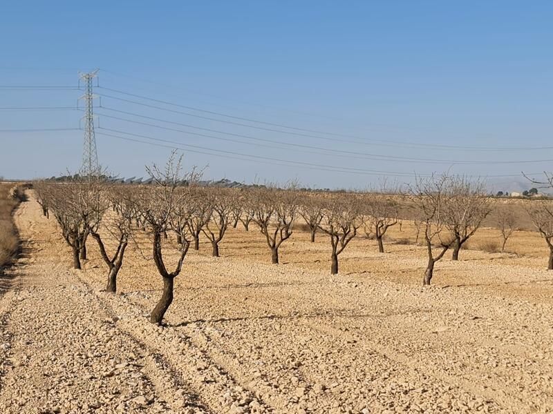 Landsted til salg i Jumilla, Murcia