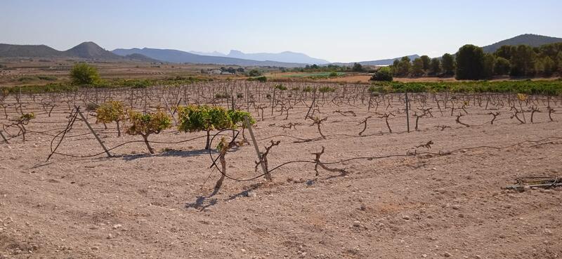 Lantställe till salu i Pinoso, Alicante