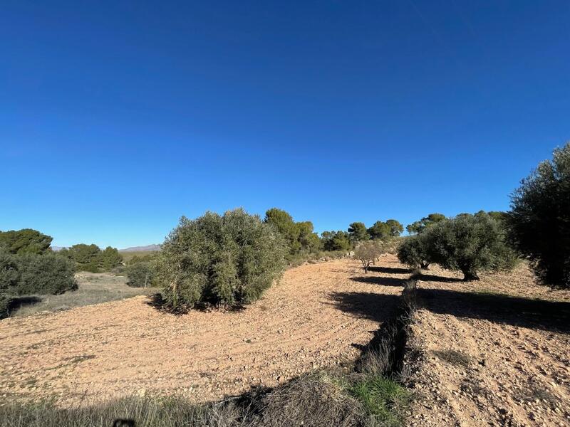 Auberge à vendre dans La Zarza, Murcia